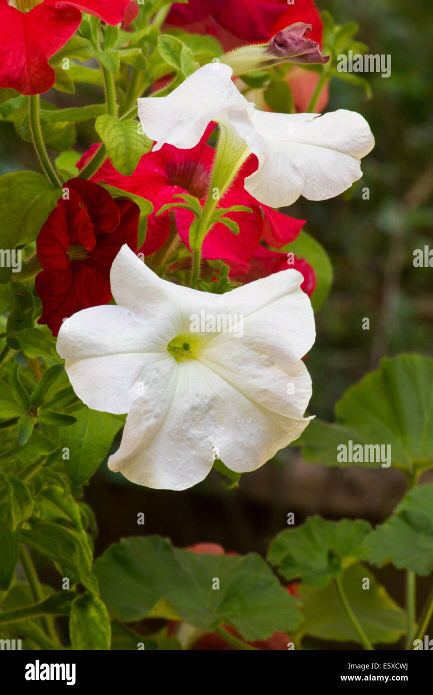 White and red petunias close up Stock Photo