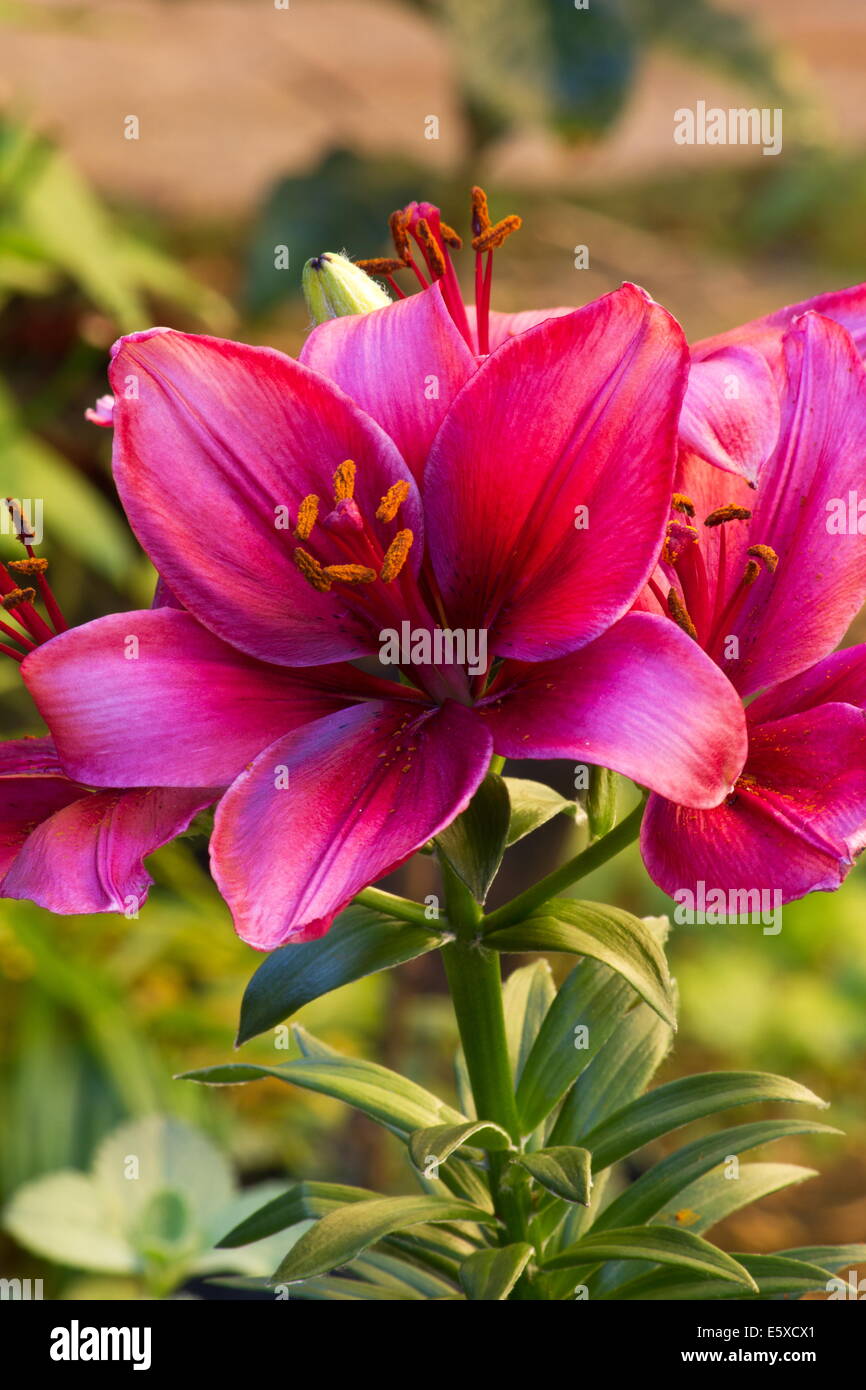 Pink lily ( Lilium Acapulco) plant in bloom Stock Photo