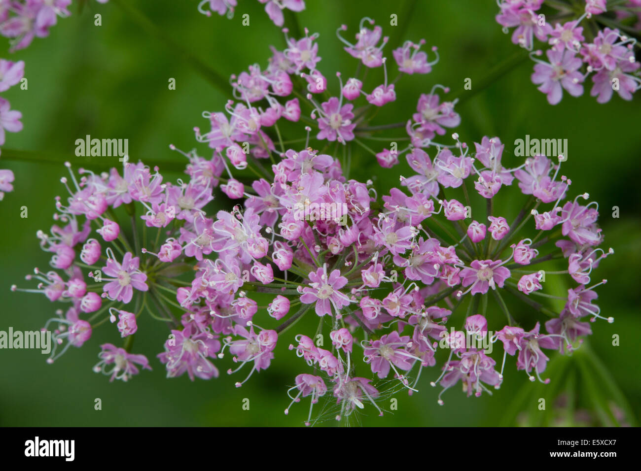 Greater Burnet Saxifrage (Pimpinella major) Stock Photo