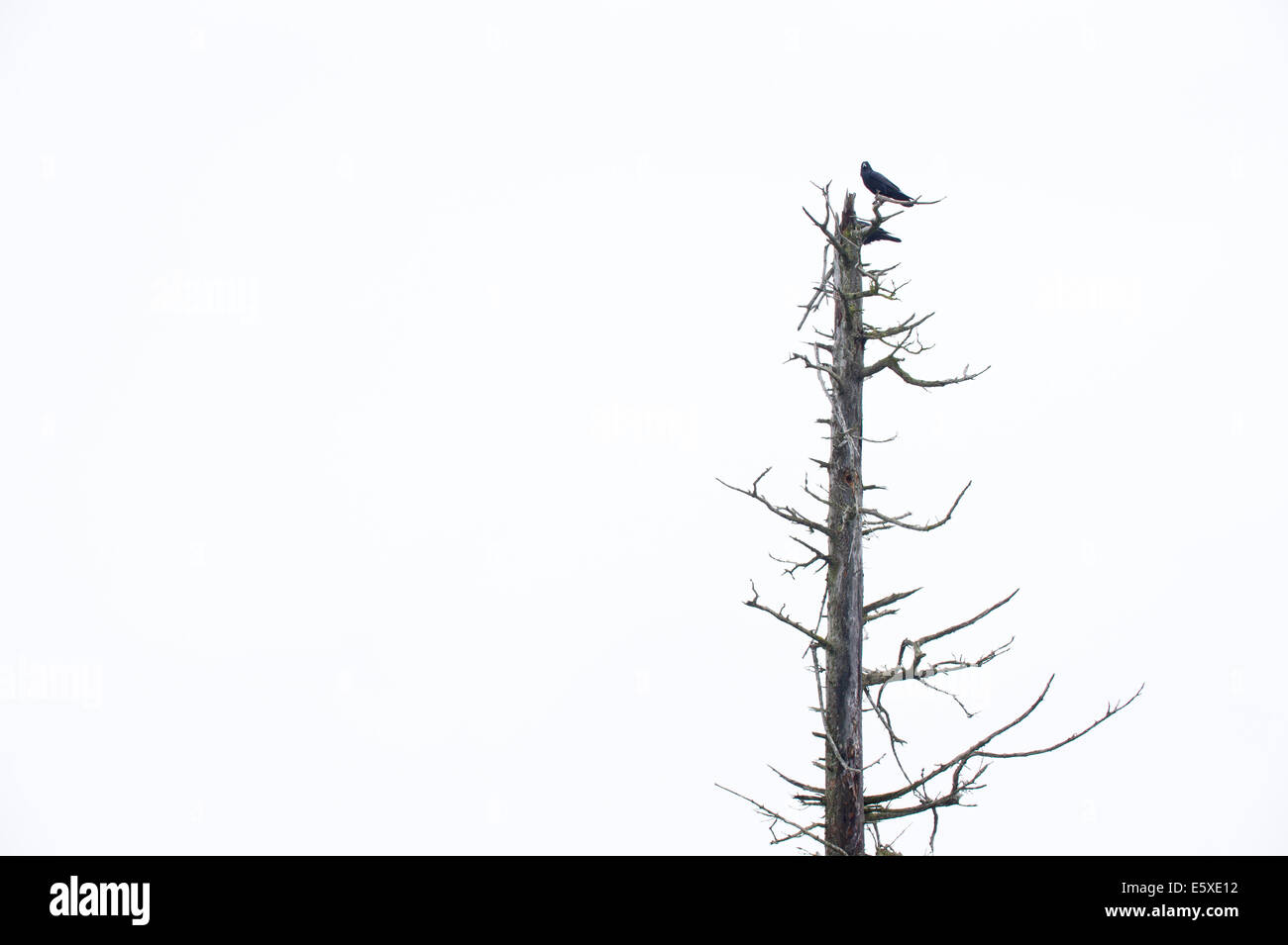 A raven in the Alaska Wildlife Conservation Center, Girdwood, Alaska. Stock Photo