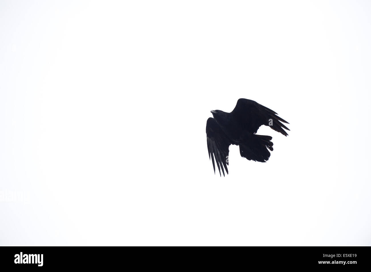 A raven in the Alaska Wildlife Conservation Center, Girdwood, Alaska. Stock Photo