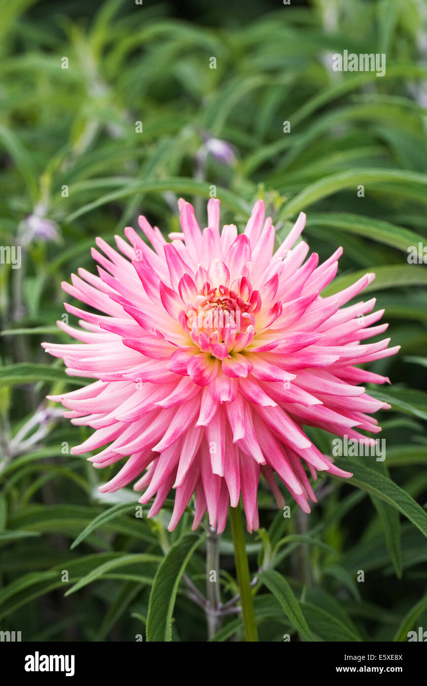 Pink Cactus type Dahlia growing in an herbaceous border. Stock Photo