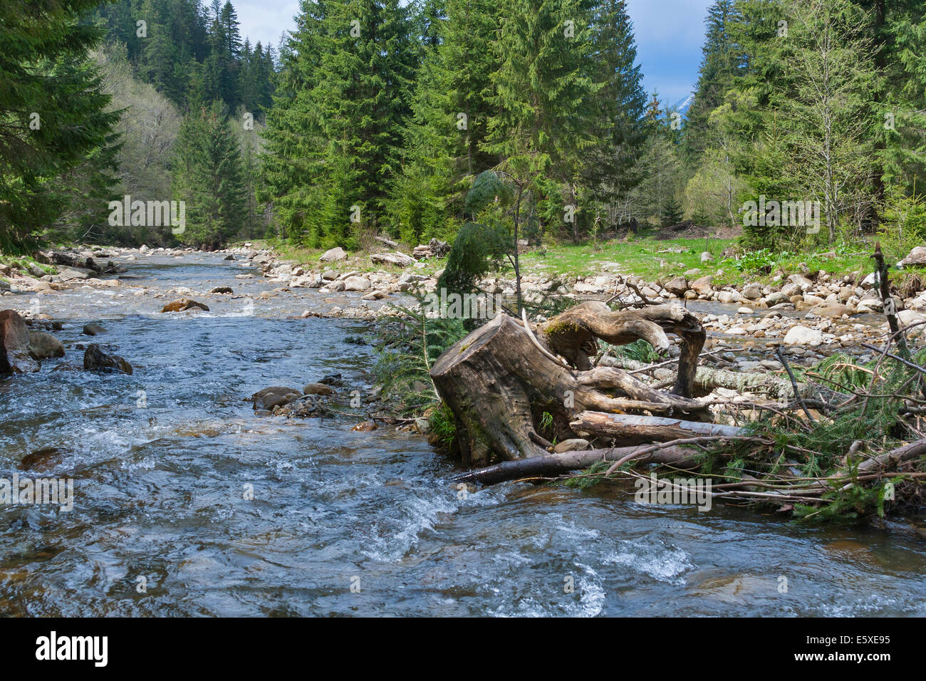 Carpathians landscape with tree trunk, forest and mountain river Stock Photo