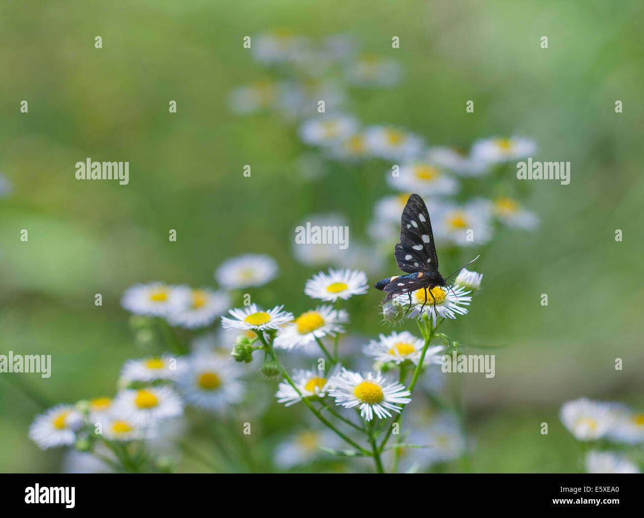 Black spotted butterfly on a white daisy macro Stock Photo