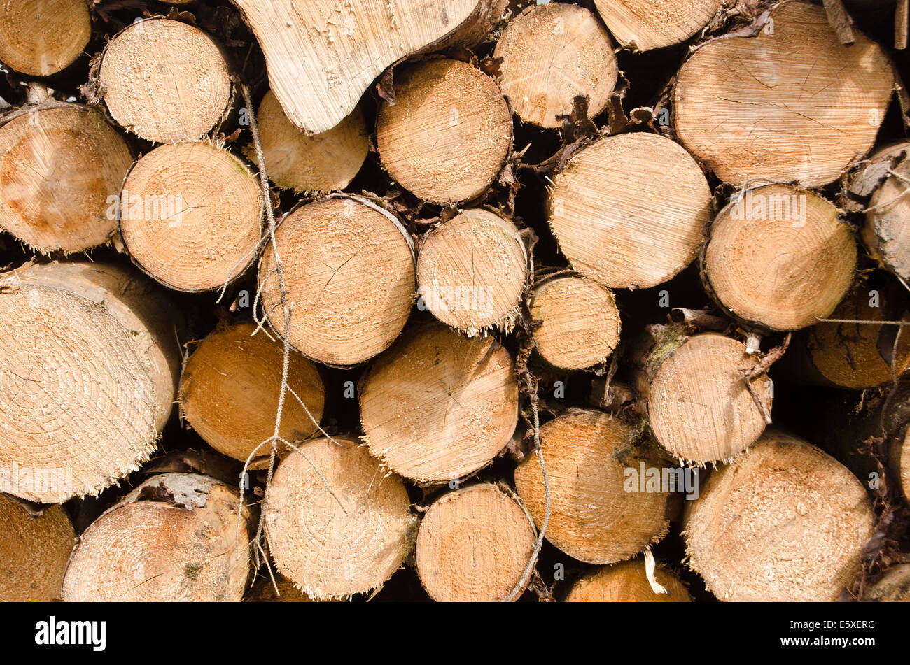 Axed Tree Axed tree hi-res stock photography and images - Alamy