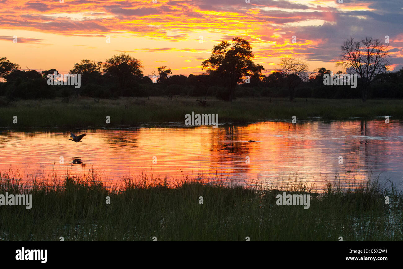 Okavango delta sunset with bird and hippo Stock Photo