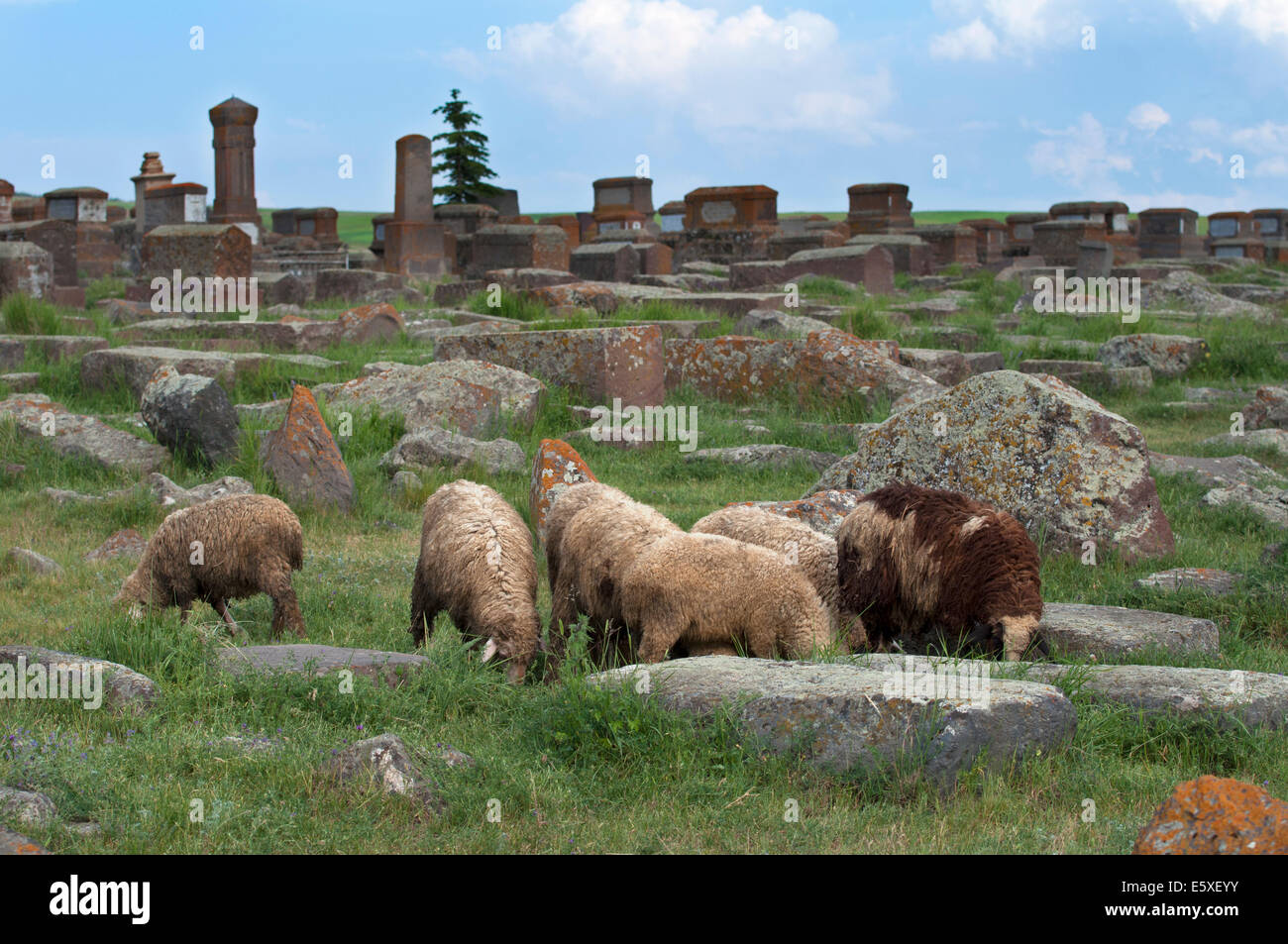 Sheep grazing among tombs, Noratus cemetery, Armenia Stock Photo