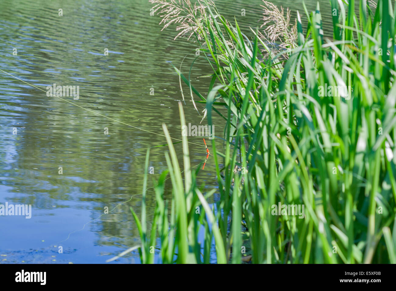 float fishing rod in the water canes Stock Photo