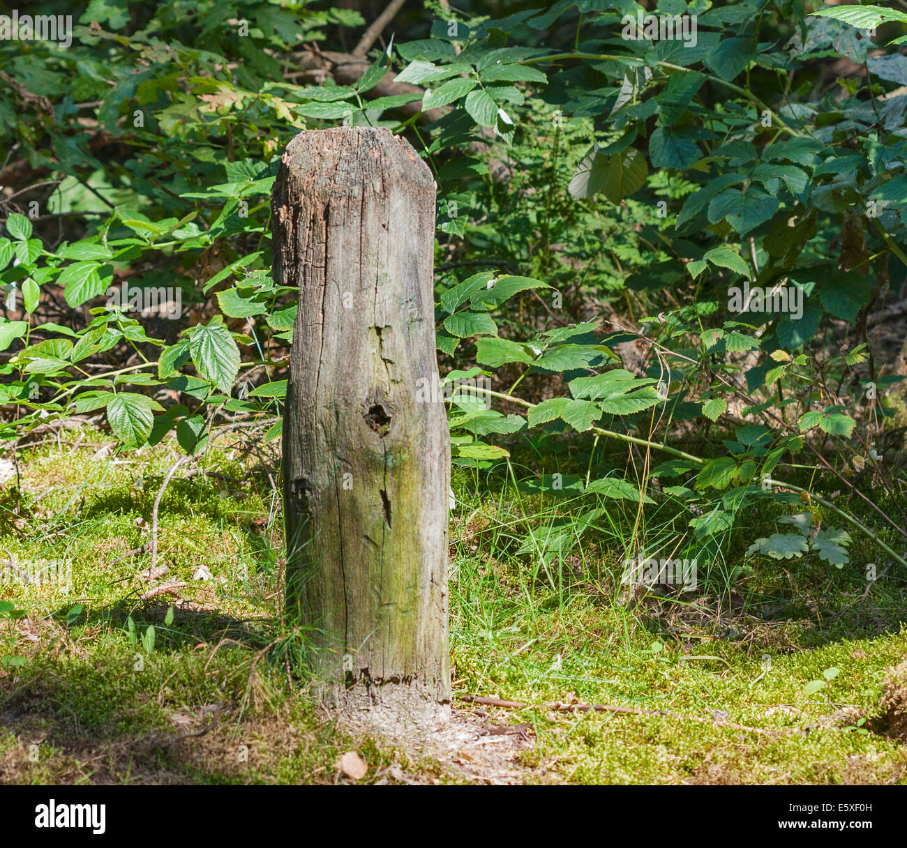 old mouldering wooden boundary pointer indicating the division of the forest into squares Stock Photo