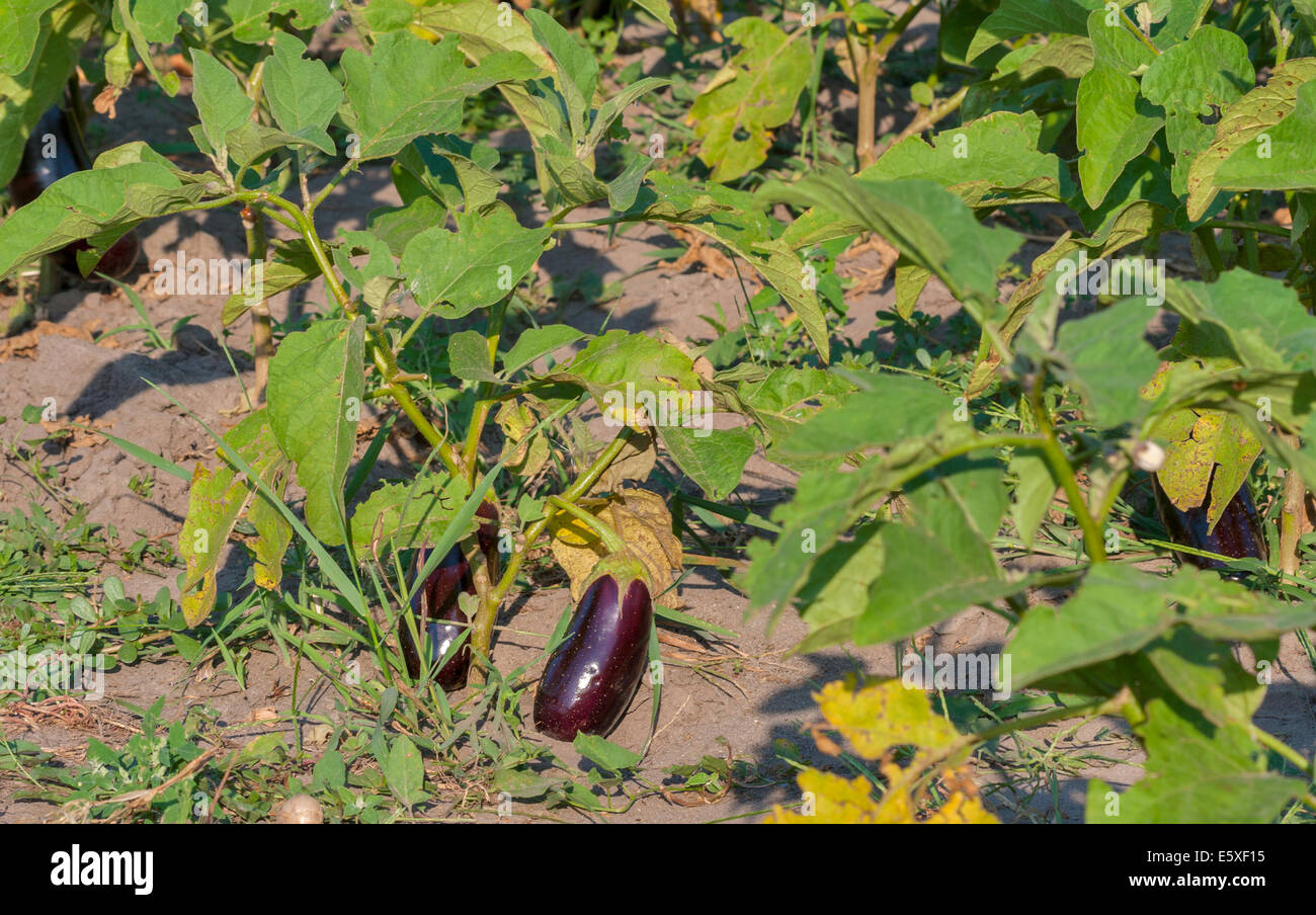 eggplant growing in the garden Stock Photo Alamy