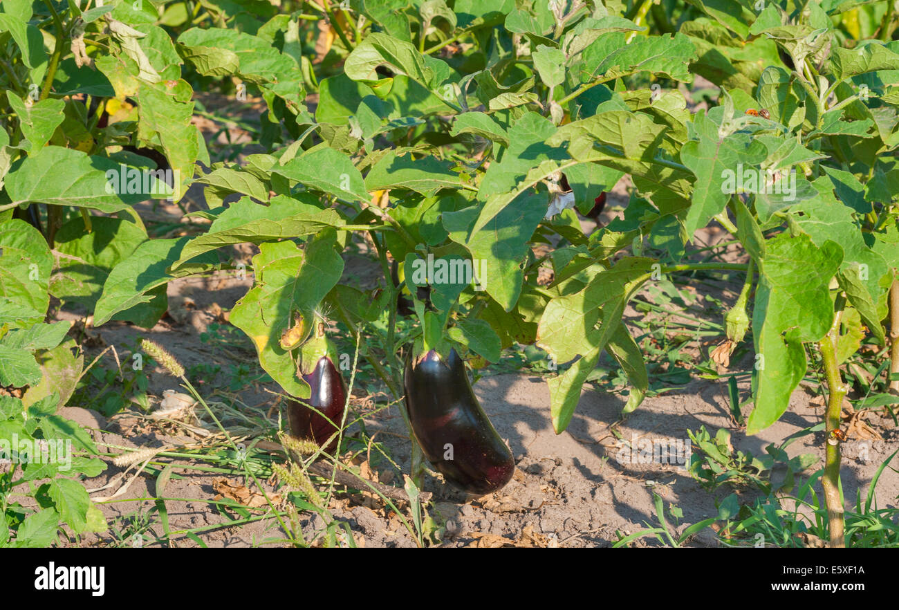 eggplant growing in the garden Stock Photo Alamy