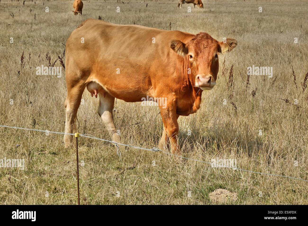 Denmark, Bornholm Island Pictures taken between 1st and 5th August 2014.  Pictured: Cow on the pasture Stock Photo