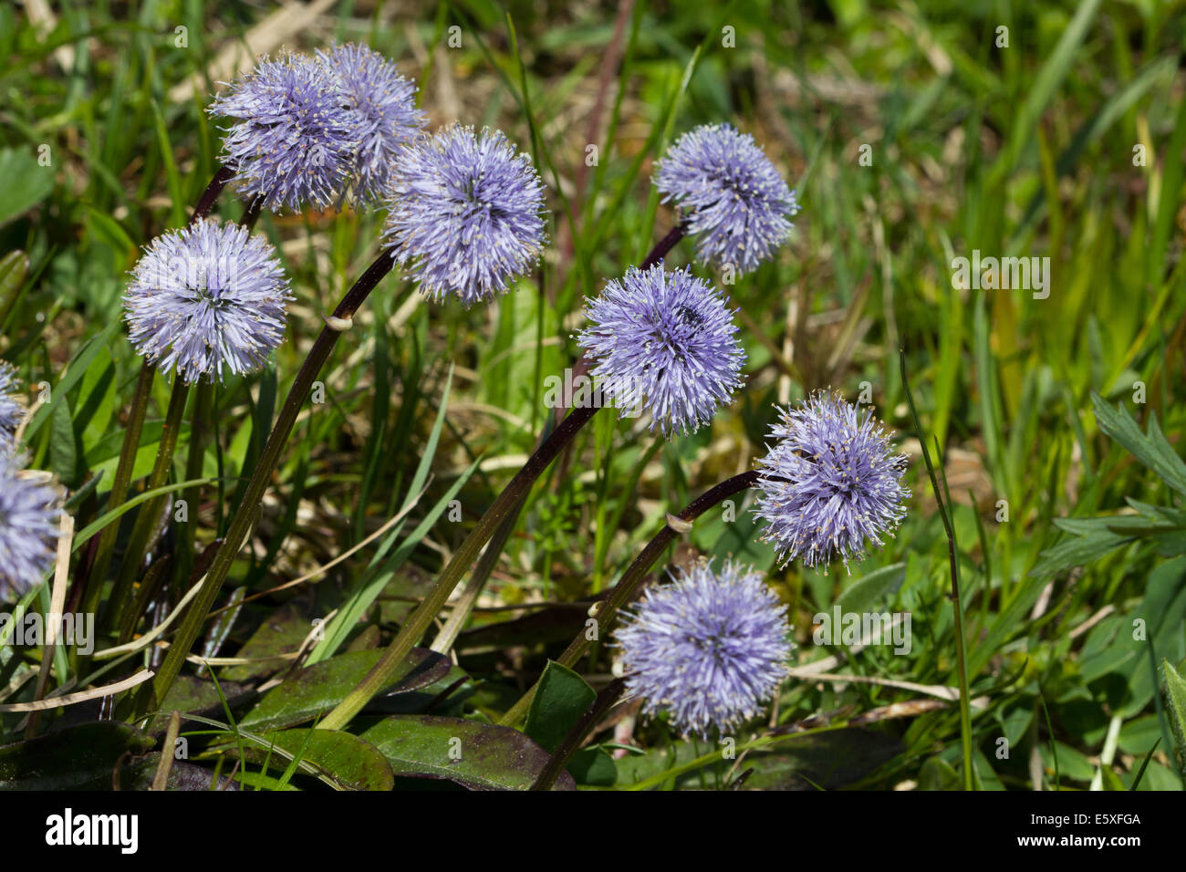 Globularia nudicaulis (Globe Daisy) Stock Photo