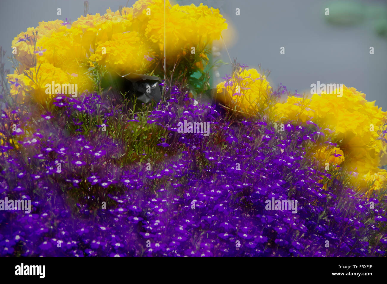 Flowers in Anchorage, Alaska Stock Photo Alamy