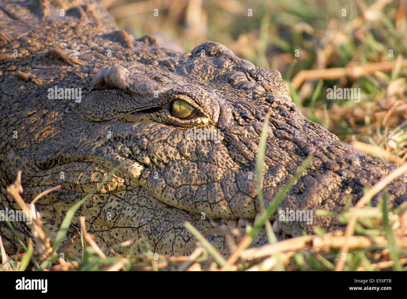 Wild Nile Crocodile in the grass. Stock Photo