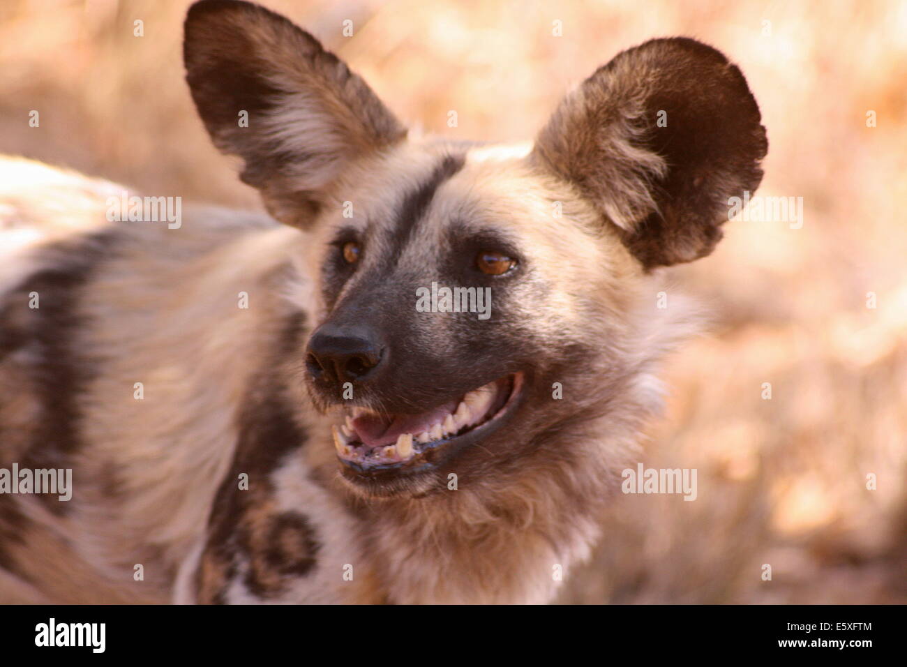 African Wild Dog striking a pose for a portrait. Stock Photo