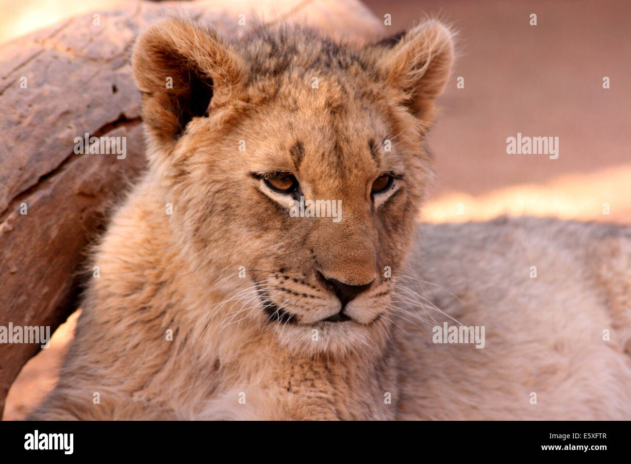 Young lion cub posing for his photo. Stock Photo