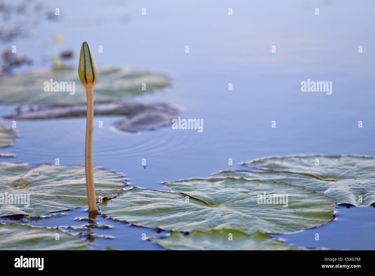 Water lilies cover the water in Bangweulu Wetlands, Zambia. Stock Photo