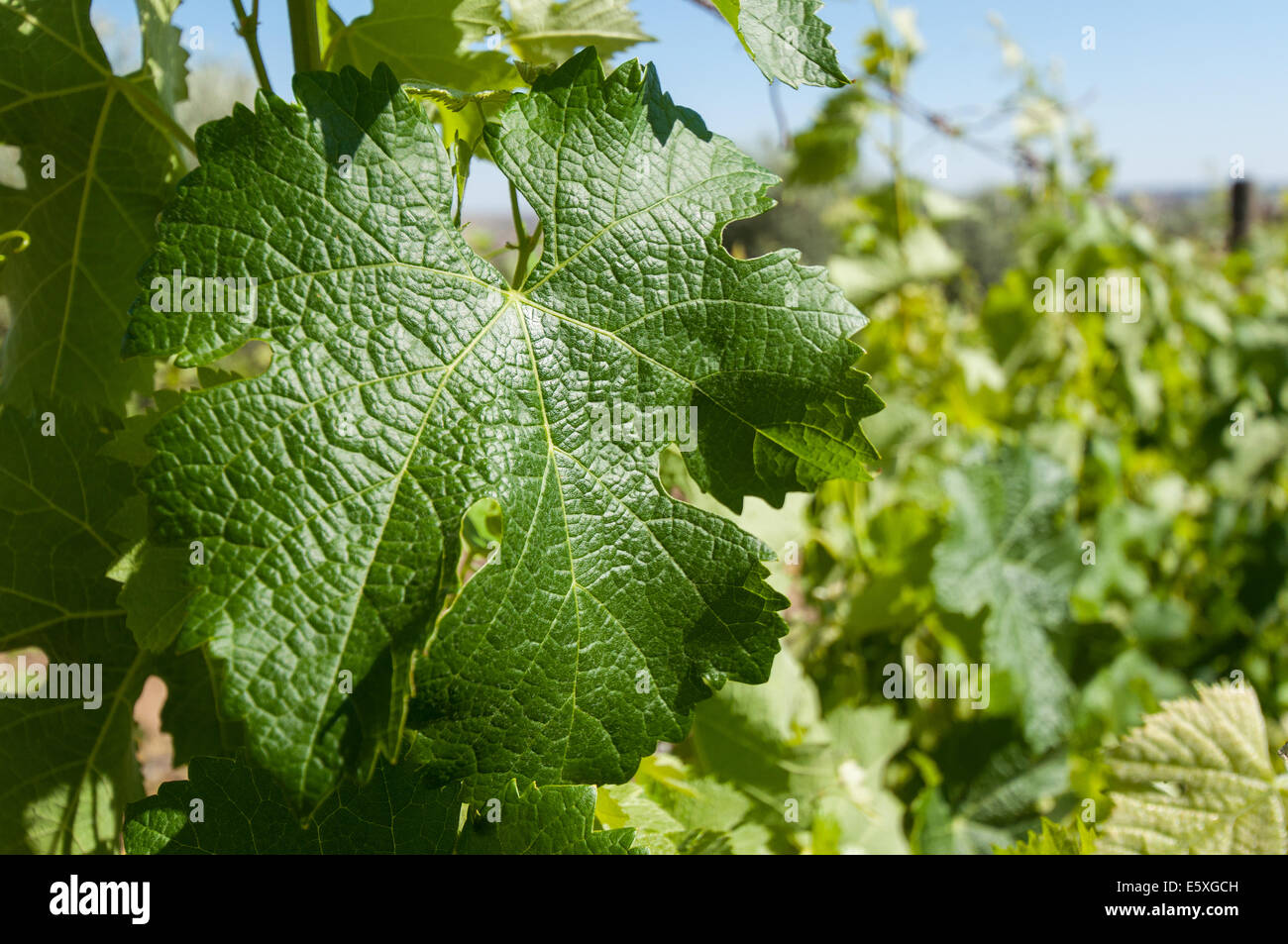 Vine leaf Stock Photo