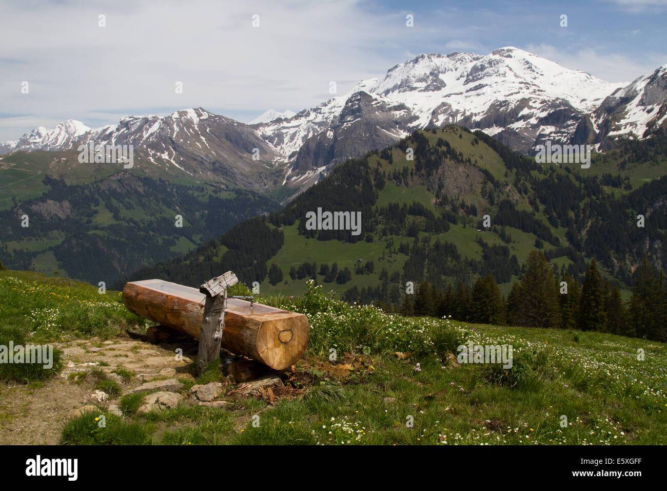 Water-trough in an alpine meadow in the Swiss Alps Stock Photo