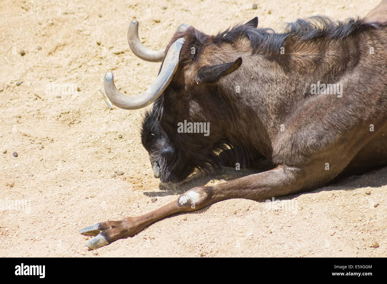 Buffalo Asian rests in the Sun Stock Photo
