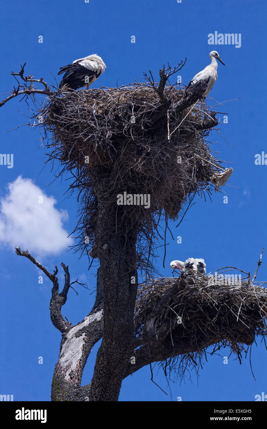 Storks Rabbit Spring garden storks hi-res stock photography and images - Alamy