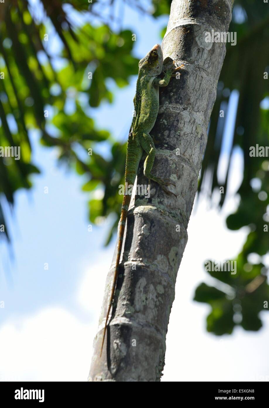 Iguana climbing a tree Stock Photo Alamy