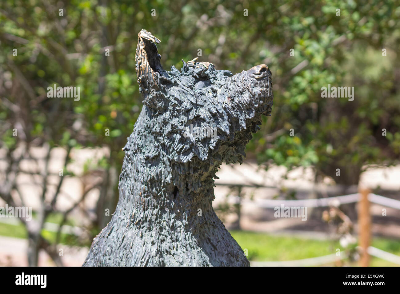 Wolf statue in bronze Stock Photo Alamy