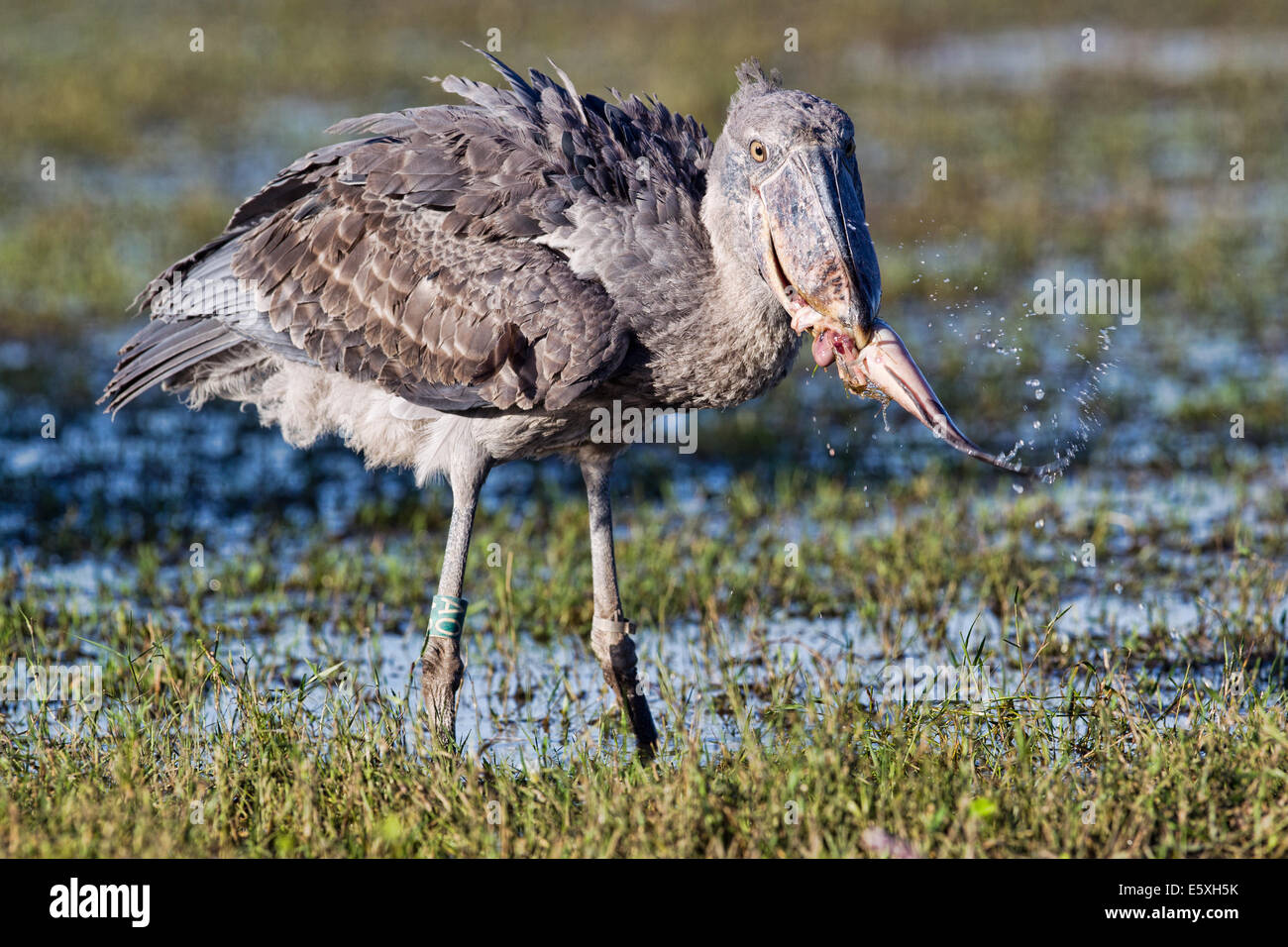 Large catfish form a key part of the Shoebill (Balaeniceps rex) diet at