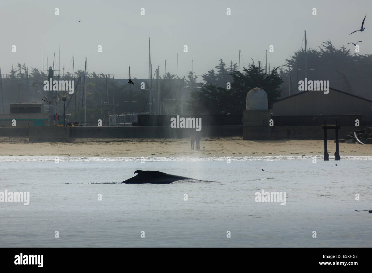 Humpback whale spouts near shore Stock Photo
