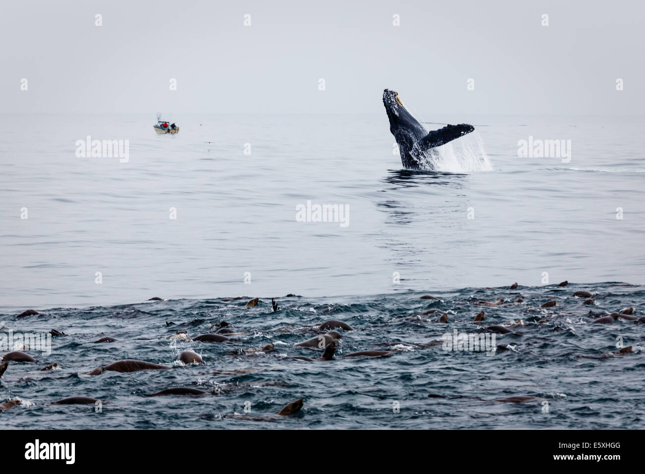 Close-up of sea lion pod in feeding frenzy with humpback whale breaching nearby Stock Photo