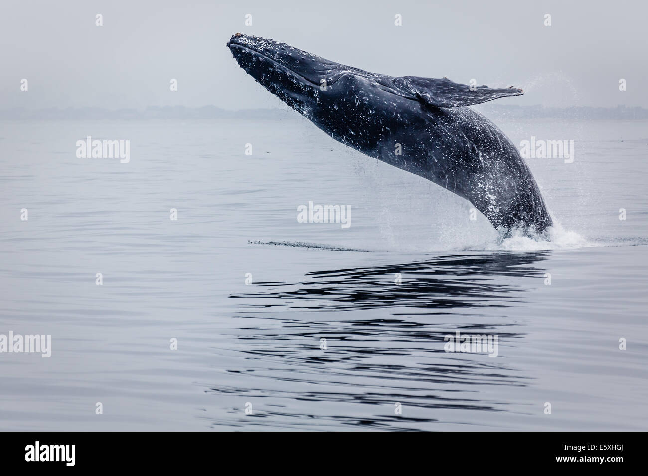 Close up of enormous humpback whale breaching the ocean off California coast Stock Photo