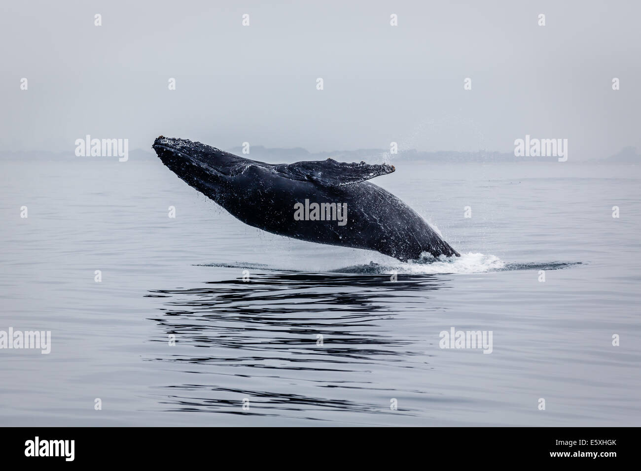 Close up of almost the complete body of a huge humpback whale rising above the water while  breaching Stock Photo