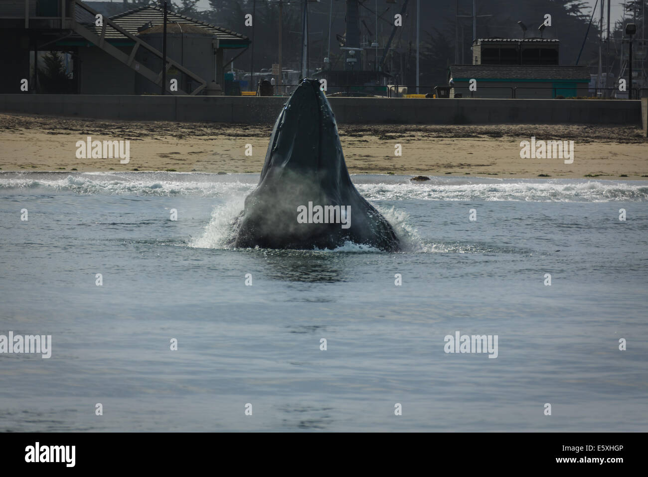 Close up of Humpback whale lunge feeding in shallow water at the beach's edge in California Stock Photo