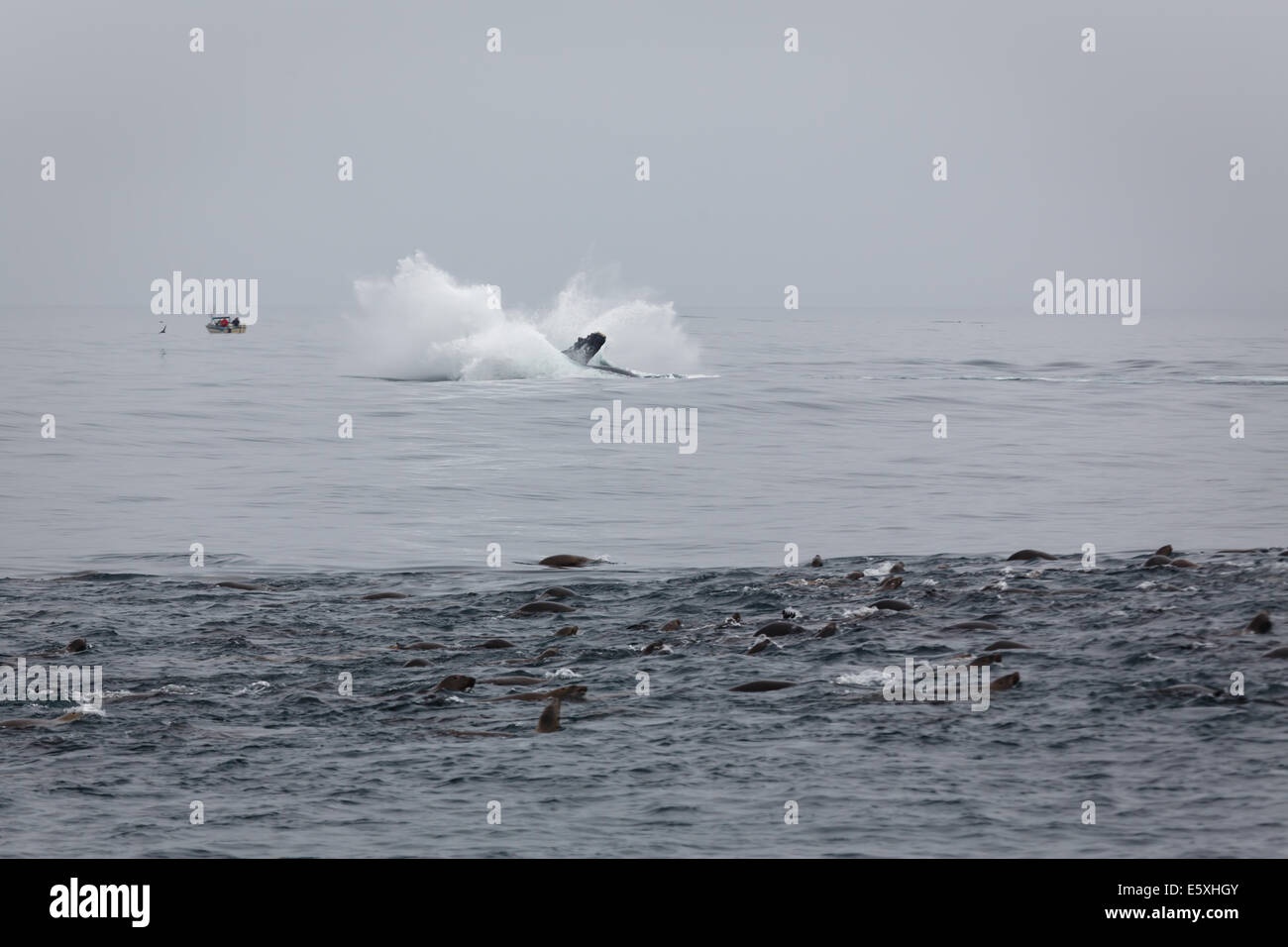 Dramatic humpback whale splash Stock Photo