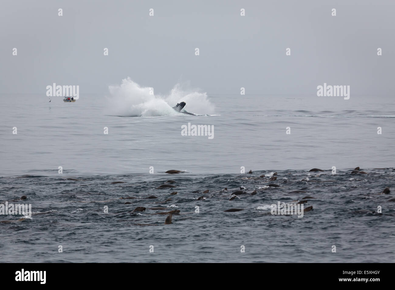 Dramatic splash of humpback whale breaching close to a sea lion pod in a feeding frenzy Stock Photo