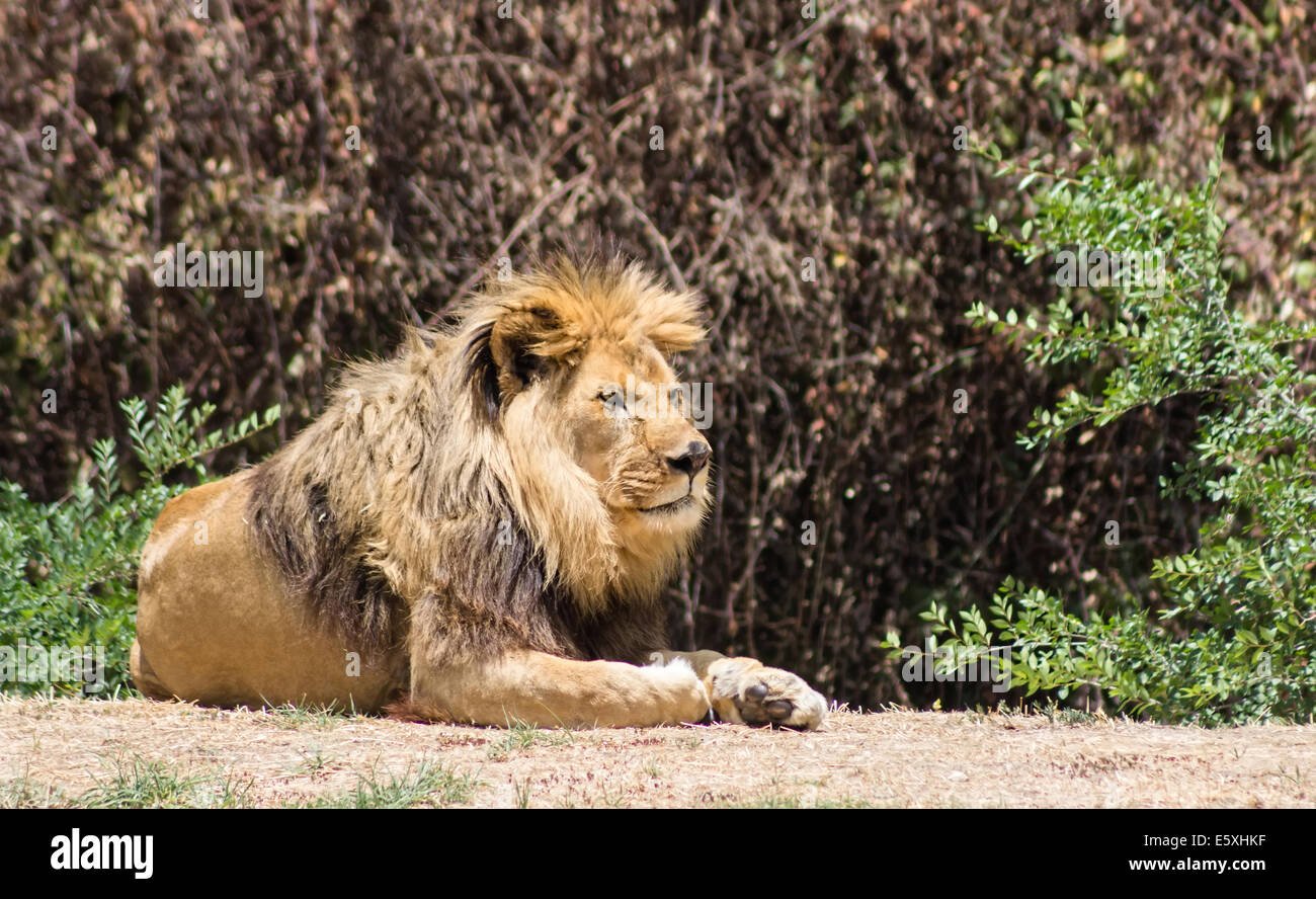 Mane lion hi-res stock photography and images - Alamy