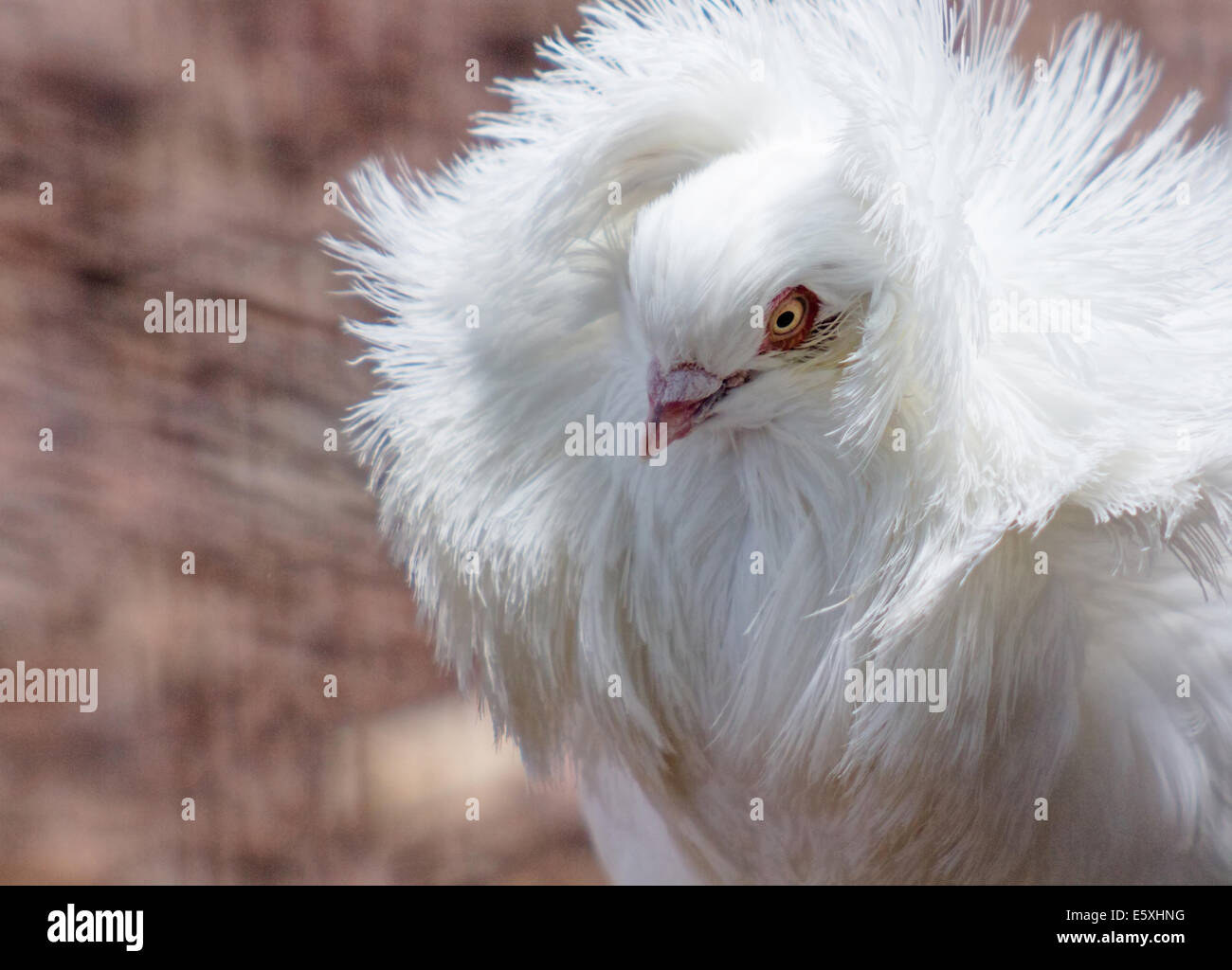 Jacobin Pigeon, with typical feathered elcuello Stock Photo