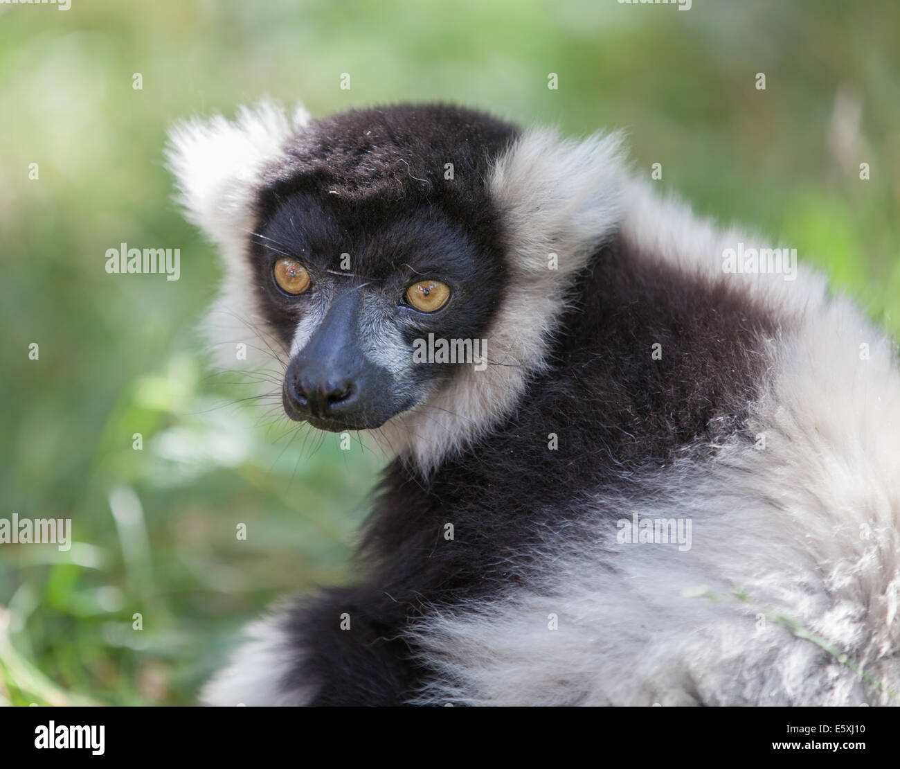 Black and white ruffed lemur Stock Photo