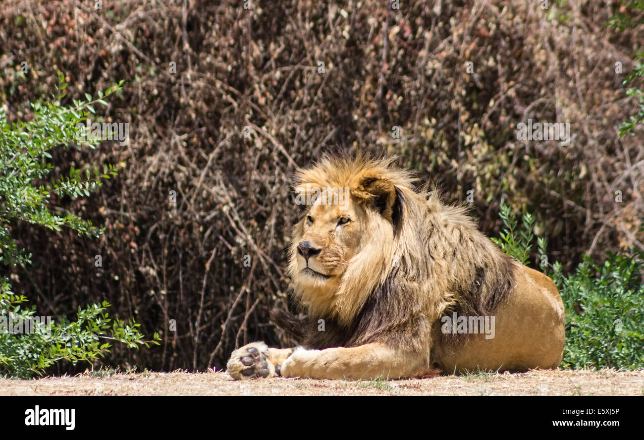 Mane lion hi-res stock photography and images - Alamy