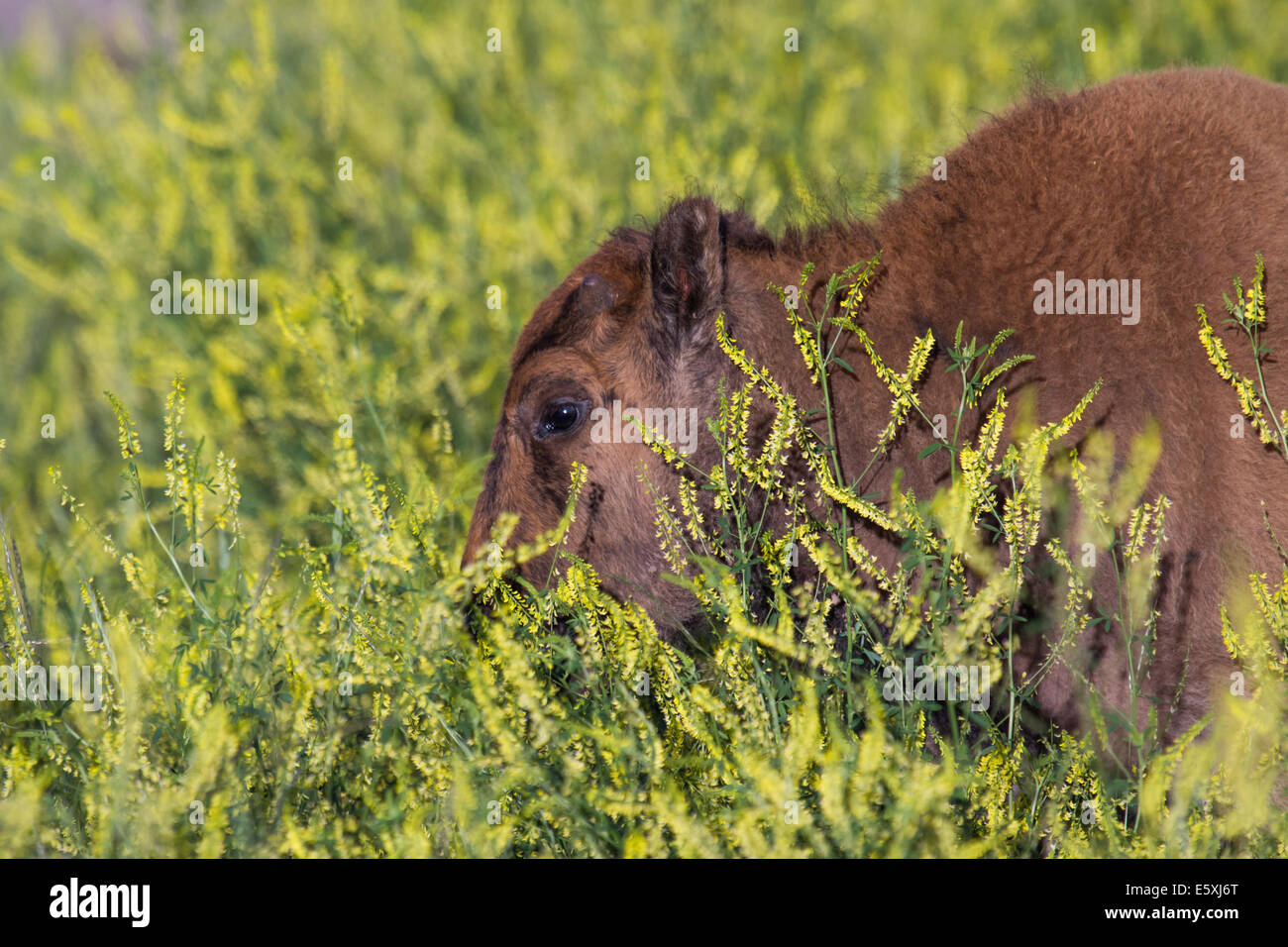 Spring Buffle portrait of a baby buffalo feeding walking on tall spring flowers Stock ...