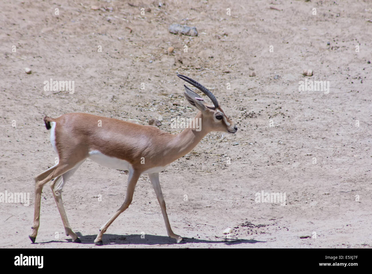 Thomson gazelle walking hi-res stock photography and images - Alamy
