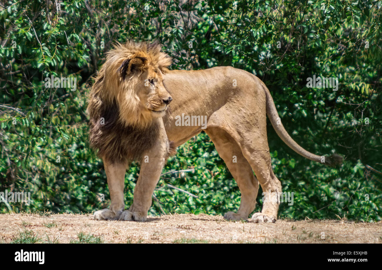 African lion with a large mane hi-res stock photography and images - Alamy