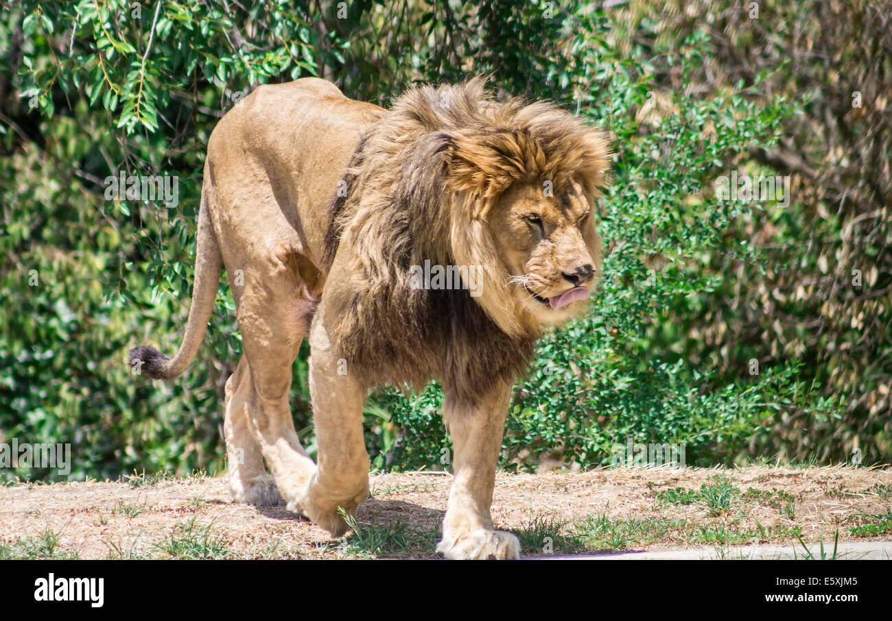 African lion with a large mane hi-res stock photography and images - Alamy