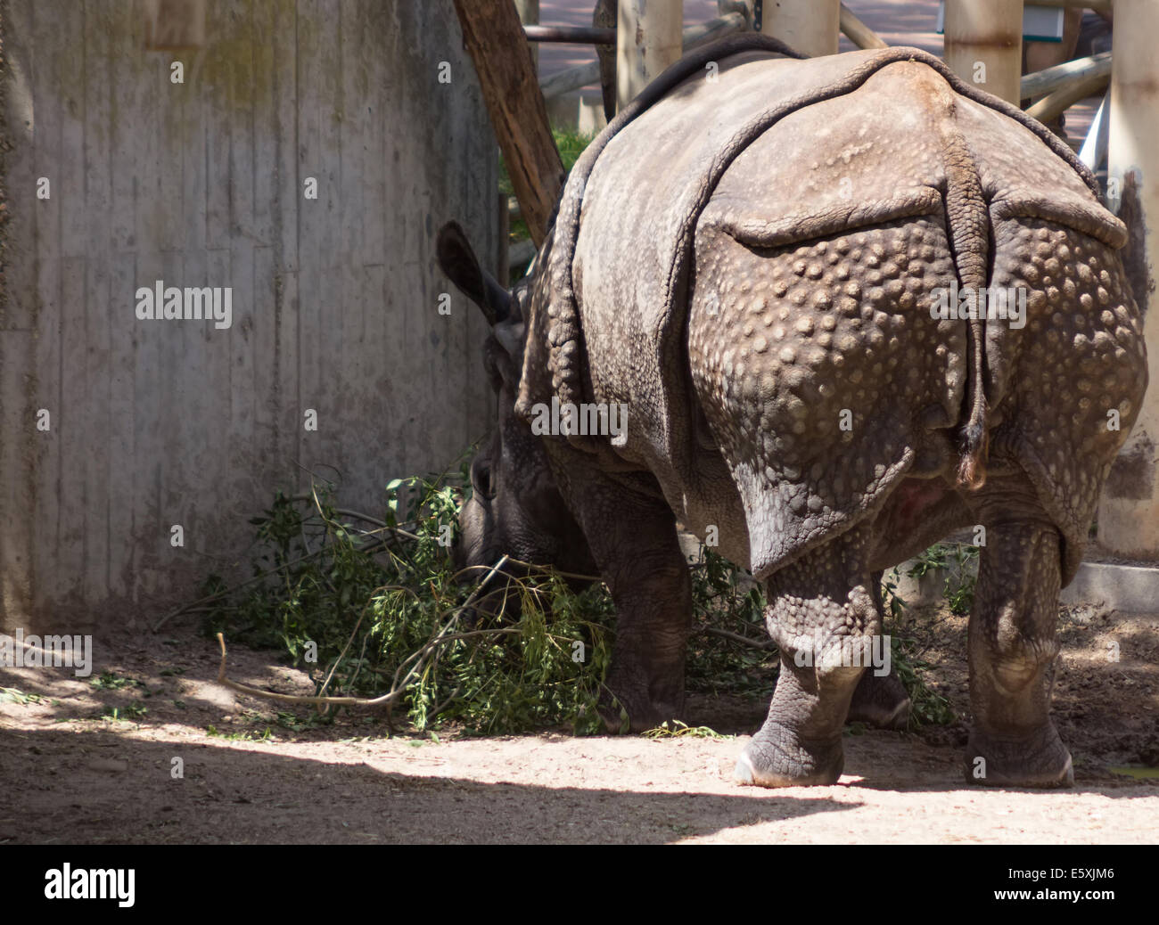 black rhino Stock Photo