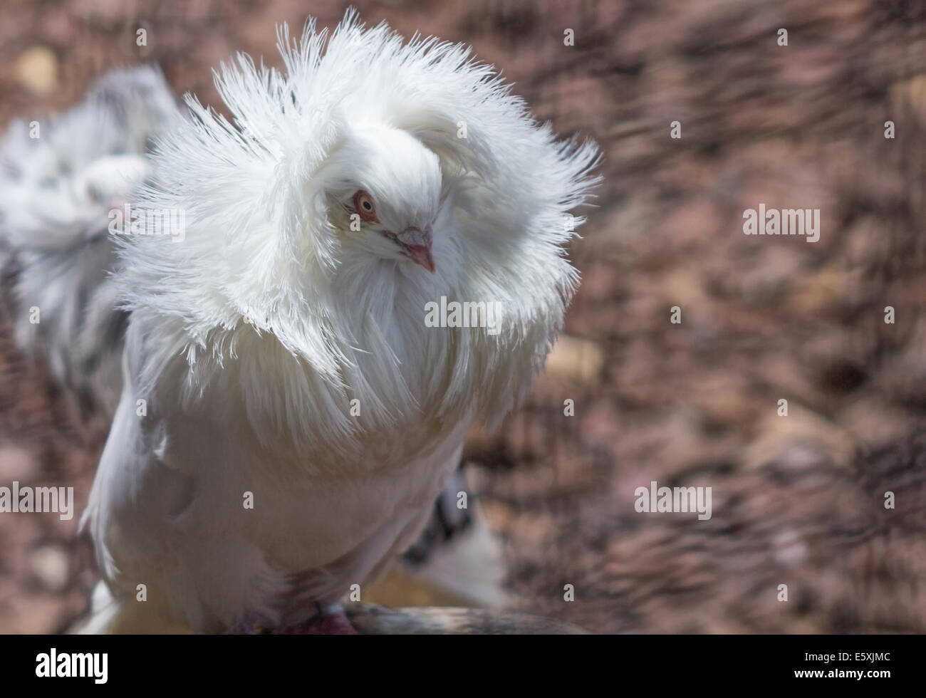 Jacobin Pigeon, with typical feathered Stock Photo