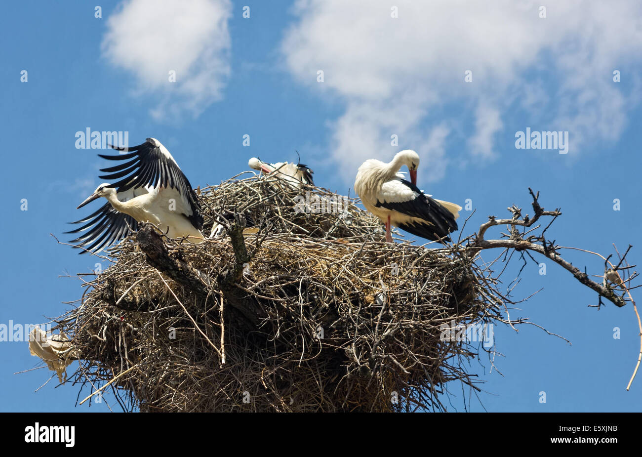 Storks in the nest Stock Photo - Alamy