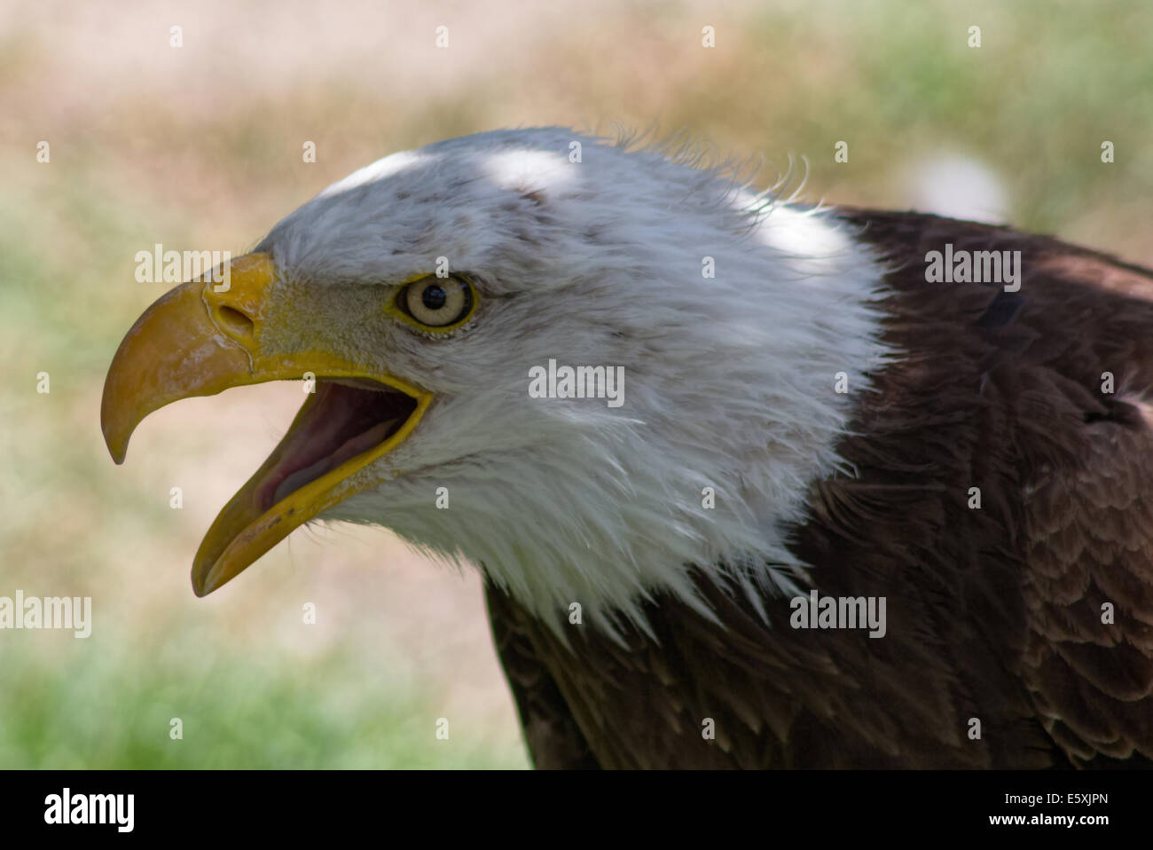 Bald Eagle or White Head (Haliaeetus leucocephalus) Stock Photo