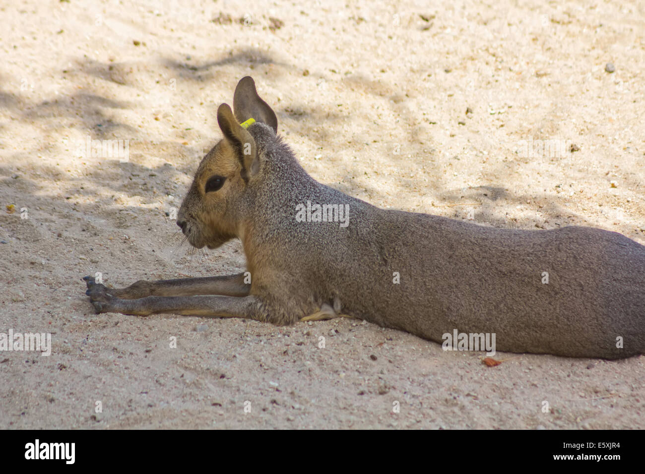 Asian huge size rabbit Stock Photo - Alamy