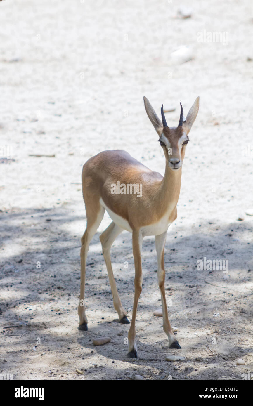 Walking sun male hi-res stock photography and images - Alamy